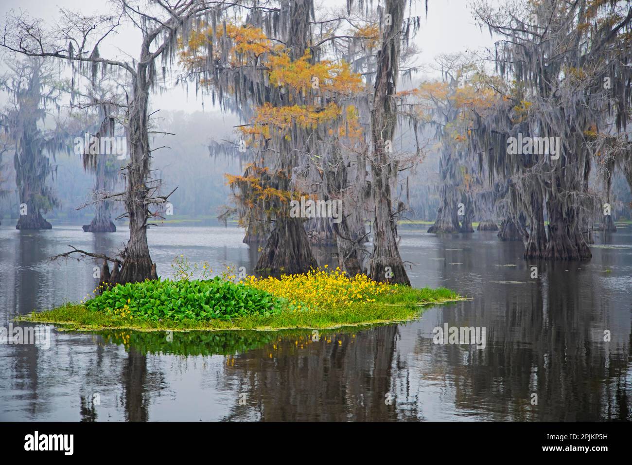 Lago Caddo mattina Foto Stock