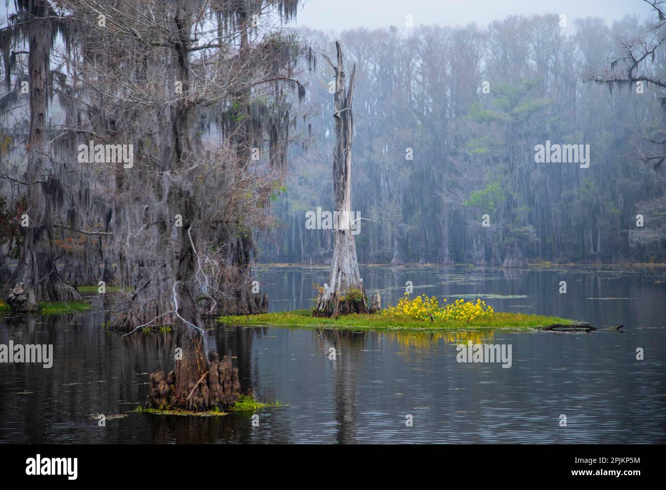 Lago Caddo mattina Foto Stock