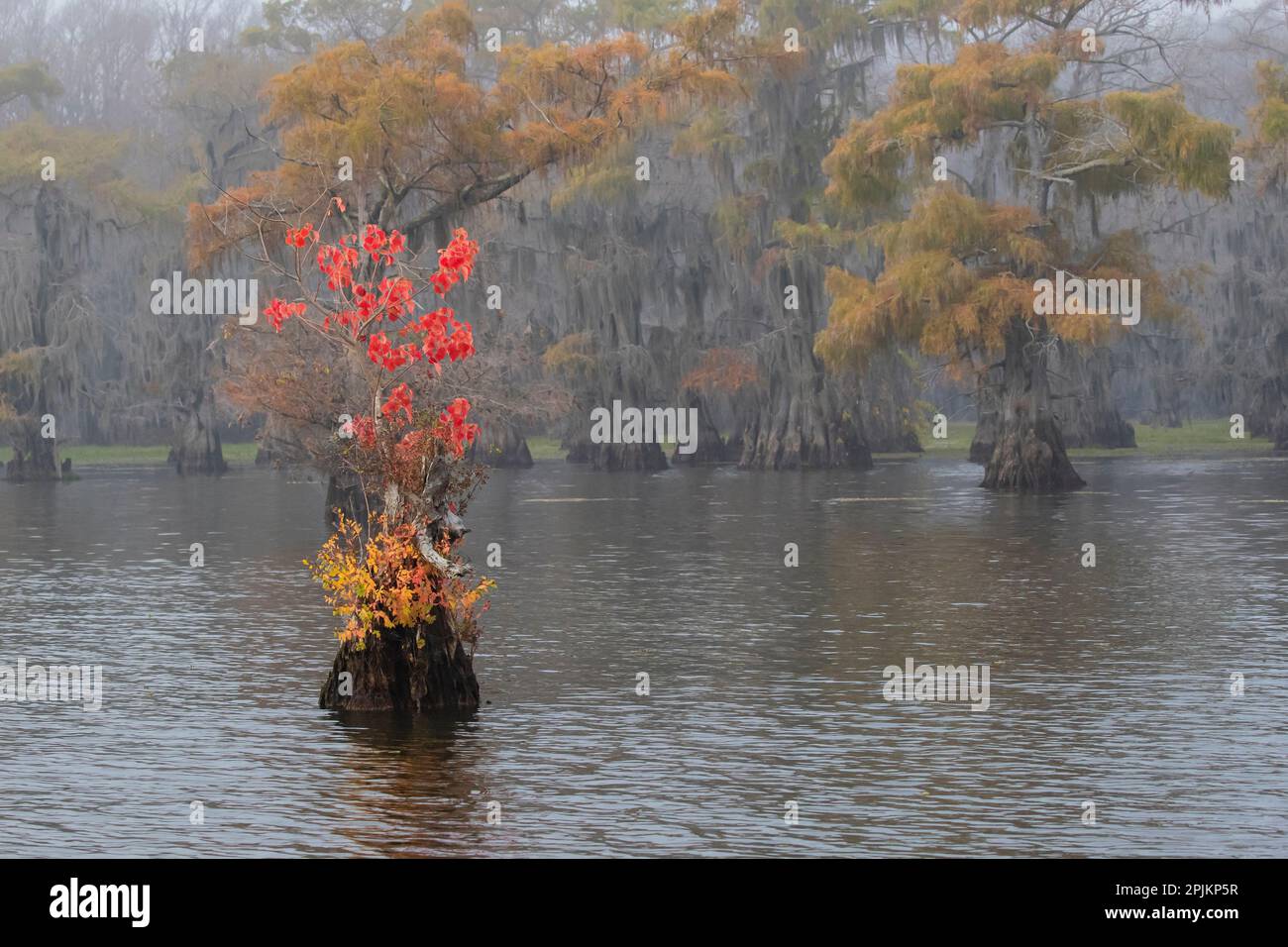 Caddo Lake, Texas con il sego cinese di colore autunnale Foto Stock