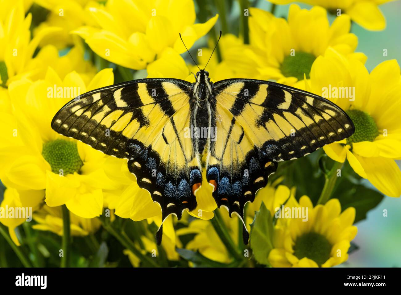 Stati Uniti, Washington state, Sammamish. Farfalla di coda di rondine della tigre orientale Foto Stock