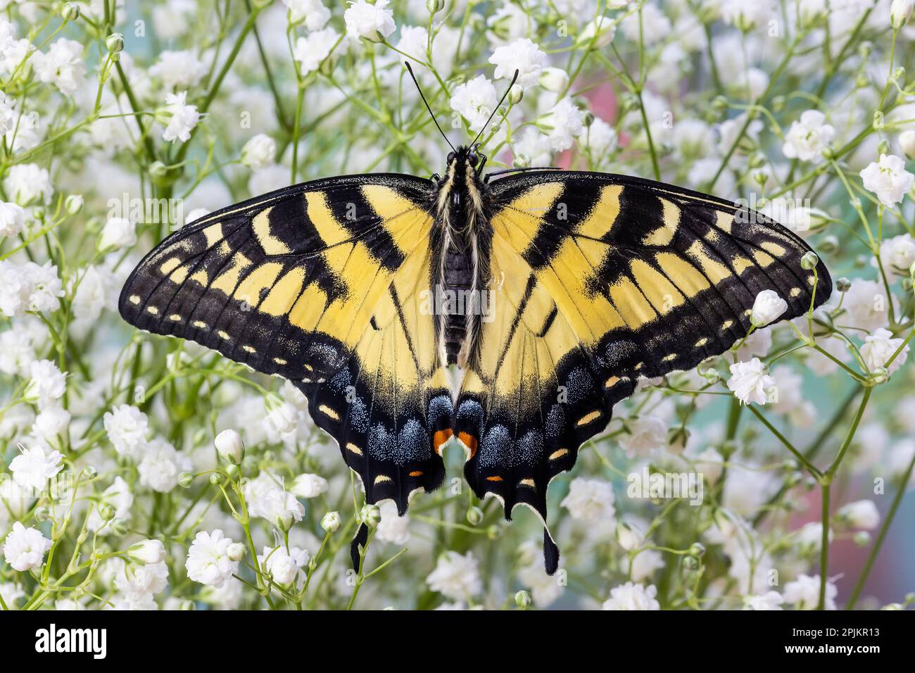 Stati Uniti, Washington state, Sammamish. Farfalla di coda di rondine della tigre orientale Foto Stock