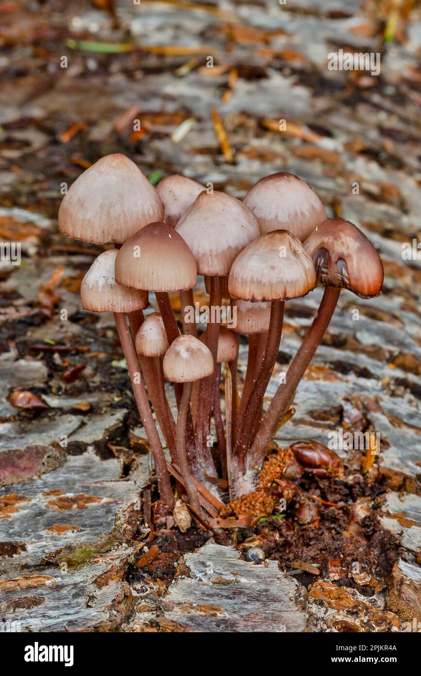 Stati Uniti, Washington state, Sammamish. Funghi che crescono su log di ontano caduta Foto Stock