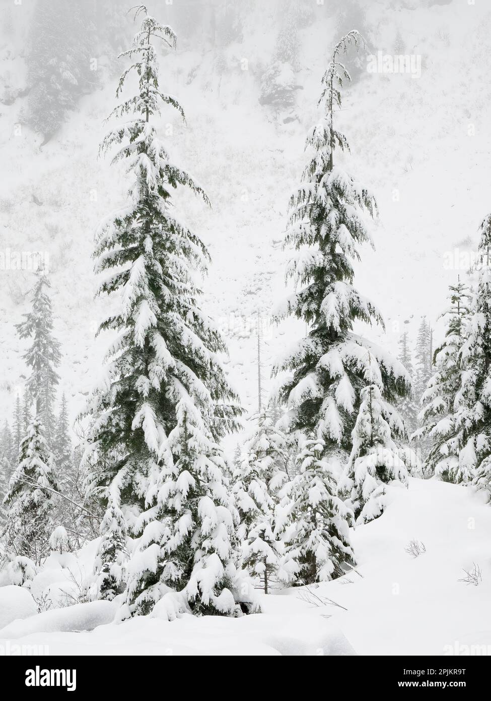 Washington state, Cascades centrale. Alberi di abete coperti di neve Foto Stock
