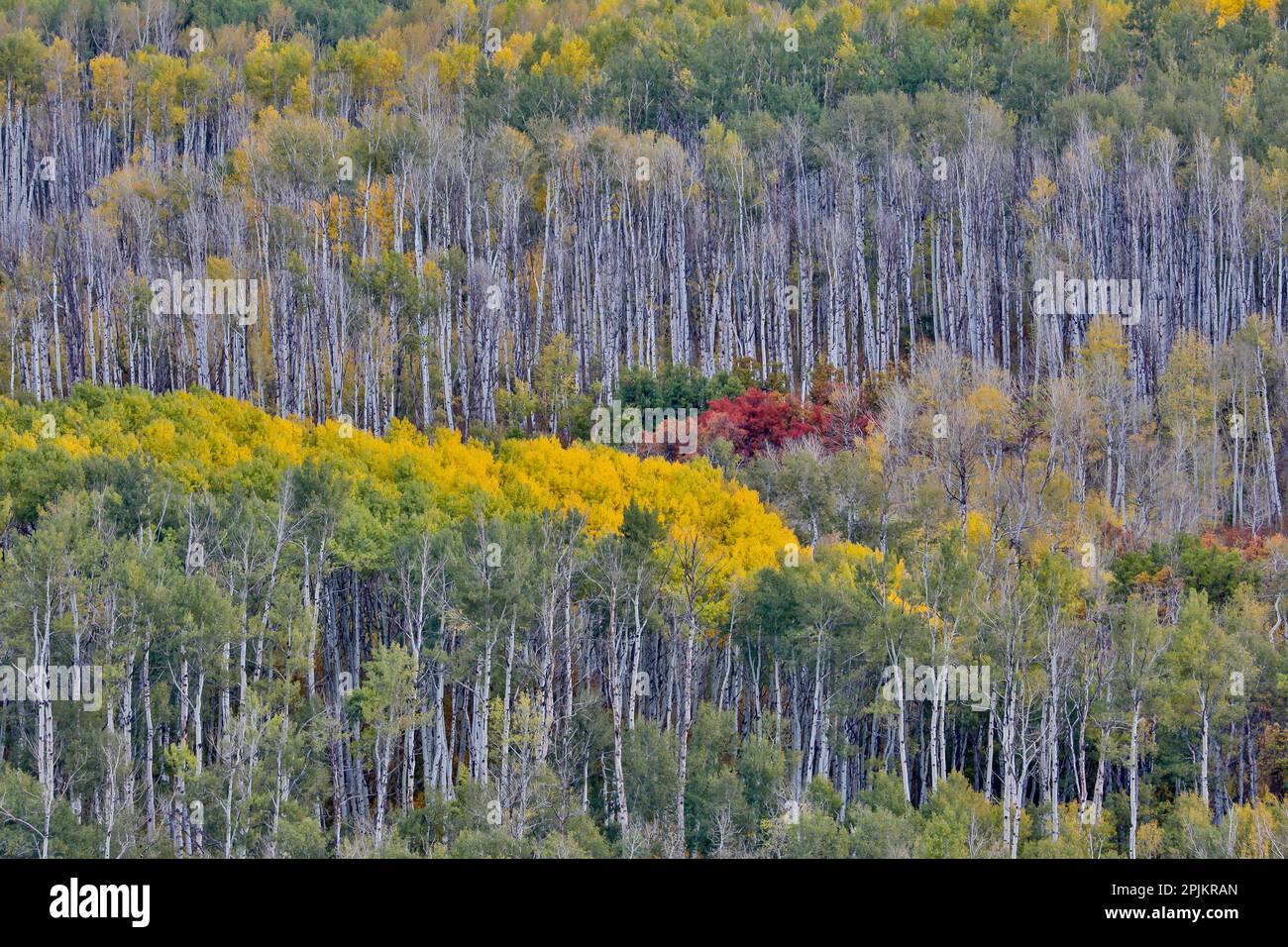 USA, Wyoming. Passo di Kebler con boschetto di Aspen in colore autunnale Foto Stock