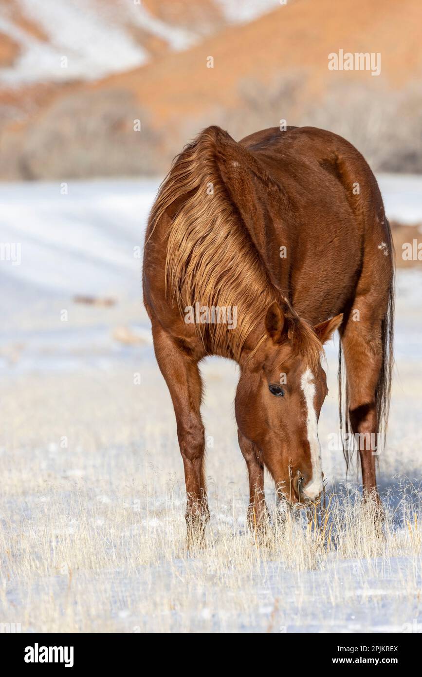 USA, Wyoming. Hideout Horse Ranch, cavalli pascolo nella neve. (PR) Foto Stock