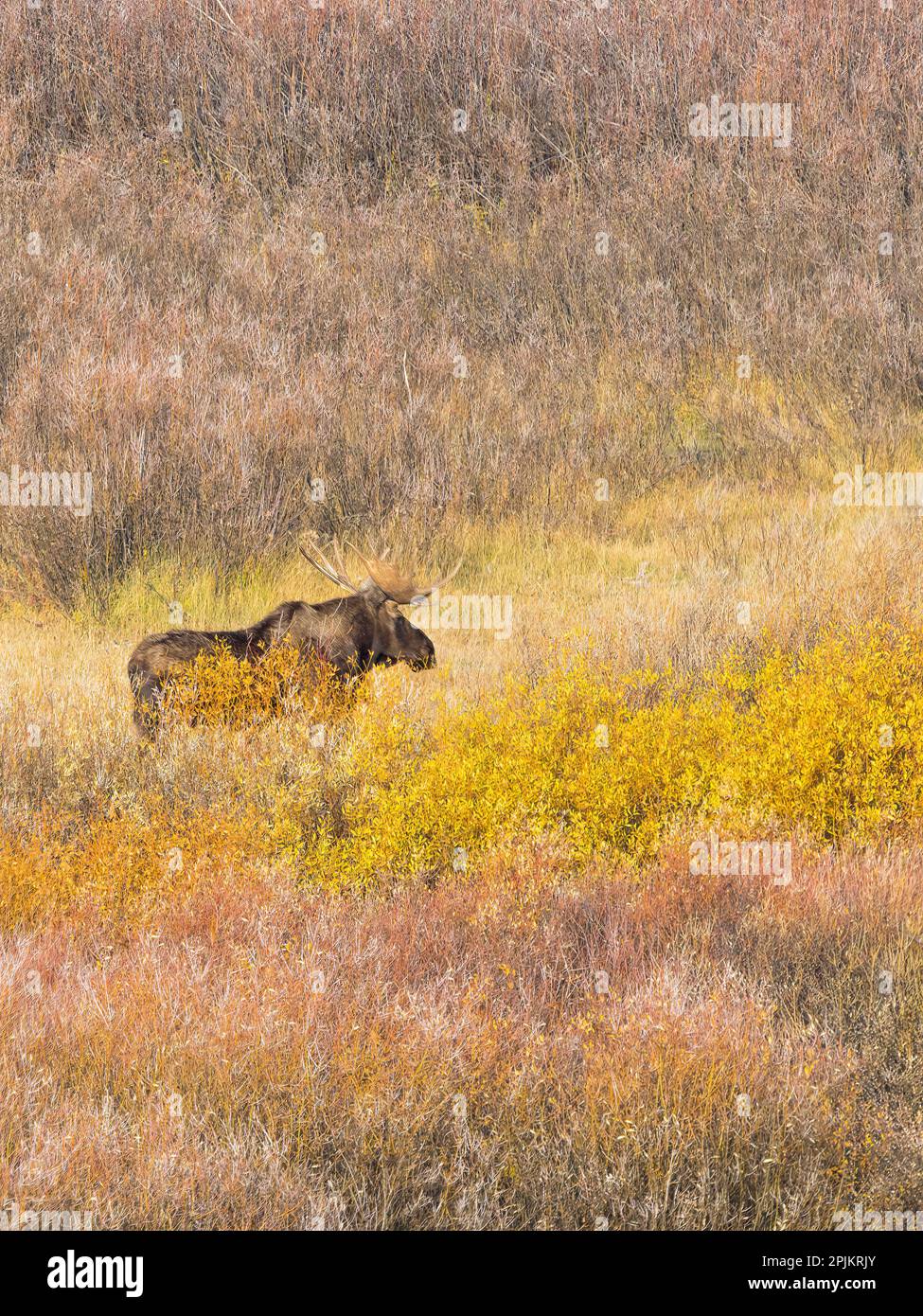 Wyoming, Parco Nazionale di Grand Teton. Willow Appartamenti, alci toro Foto Stock