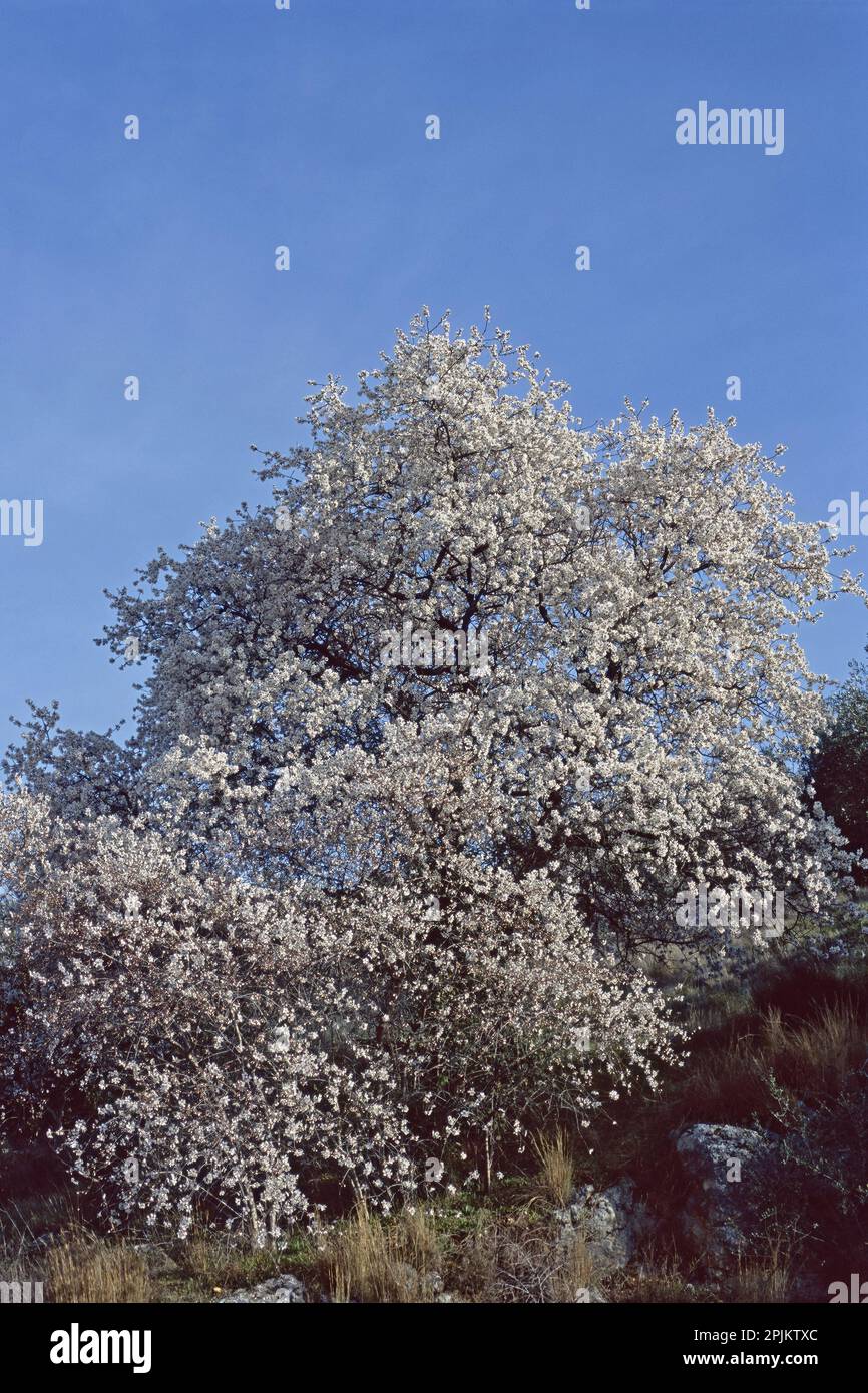 Bella fioritura di un mandorlo, Prunus amygdalus, Rosaceae Foto Stock