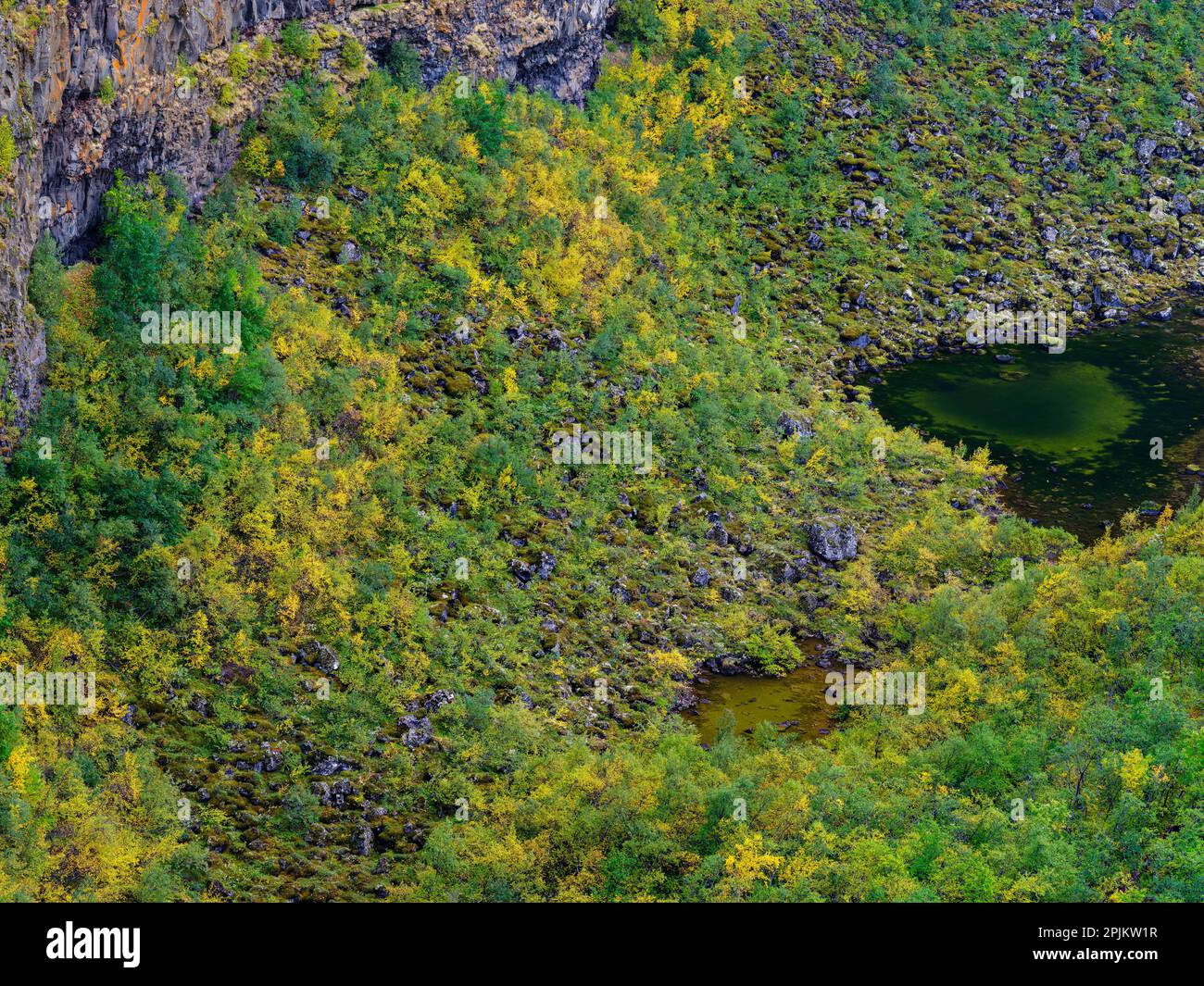Canyon di Asbyrgi nel Parco Nazionale di Vatnajokull. La guerra del canyon formata dal fiume glaciale Jokulsa a Fjollum, prima che il fiume cambiasse il suo corso, l'Islanda Foto Stock