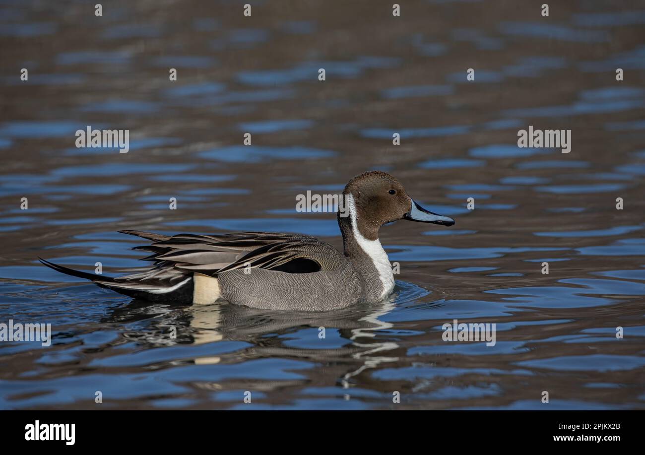 Maschio d'anatra di Pintail del nord (Anas acuta) che nuota su un laghetto invernale locale in Canada Foto Stock