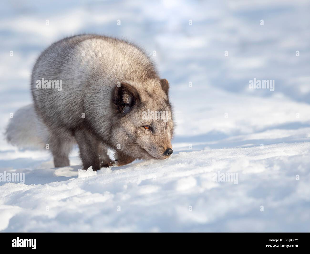 Arctic Fox, Morph blu, alla ricerca di cibo nella neve profonda durante l'inverno. Europa, Norvegia, Bardu, Polar Park Foto Stock