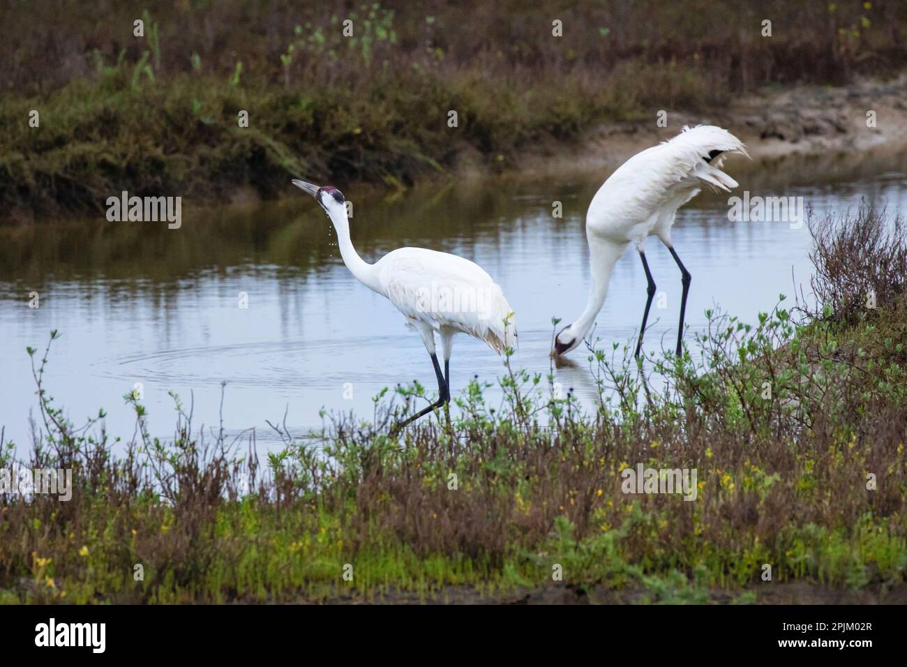 Gru a braccio nell'habitat invernale Foto Stock