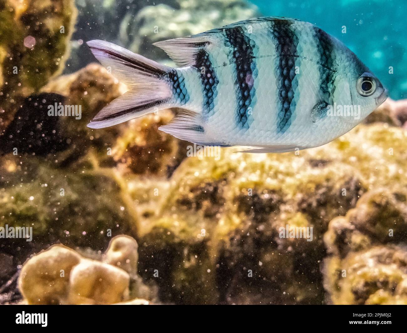 Polinesia Francese, Taha'a. Primo piano del pesce sergente di coda di scissorco. Foto Stock