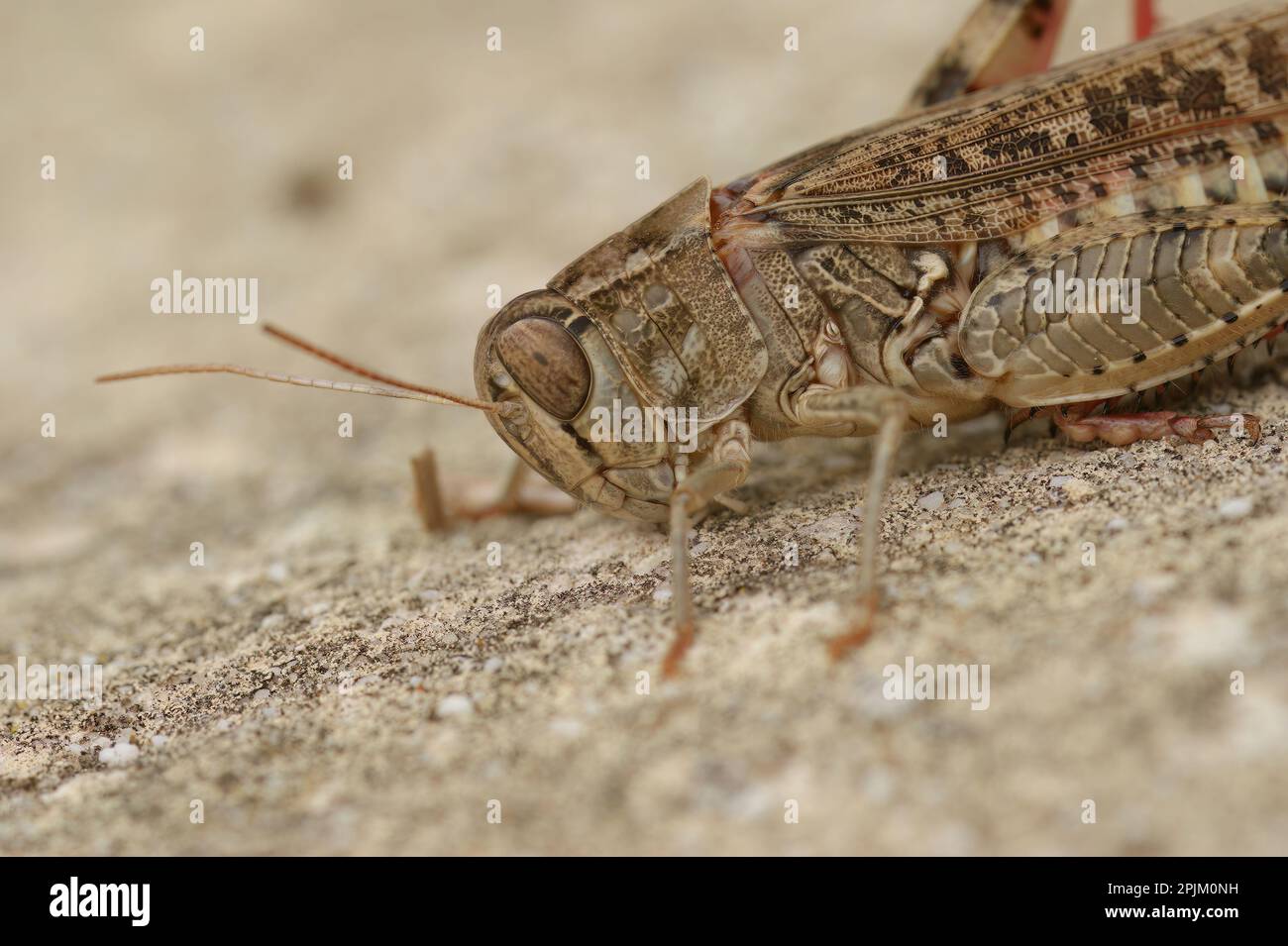 Primo piano dettagliato su Barbarian Grasshopper Calliptamus barbarus , di Gard, Francia Foto Stock