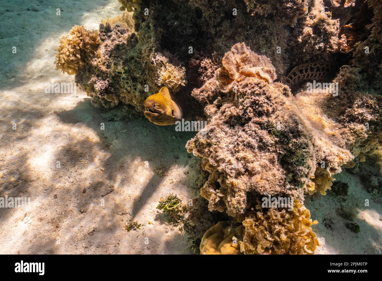 Polinesia Francese, Moorea. Primo piano dell'anguilla morena. Foto Stock