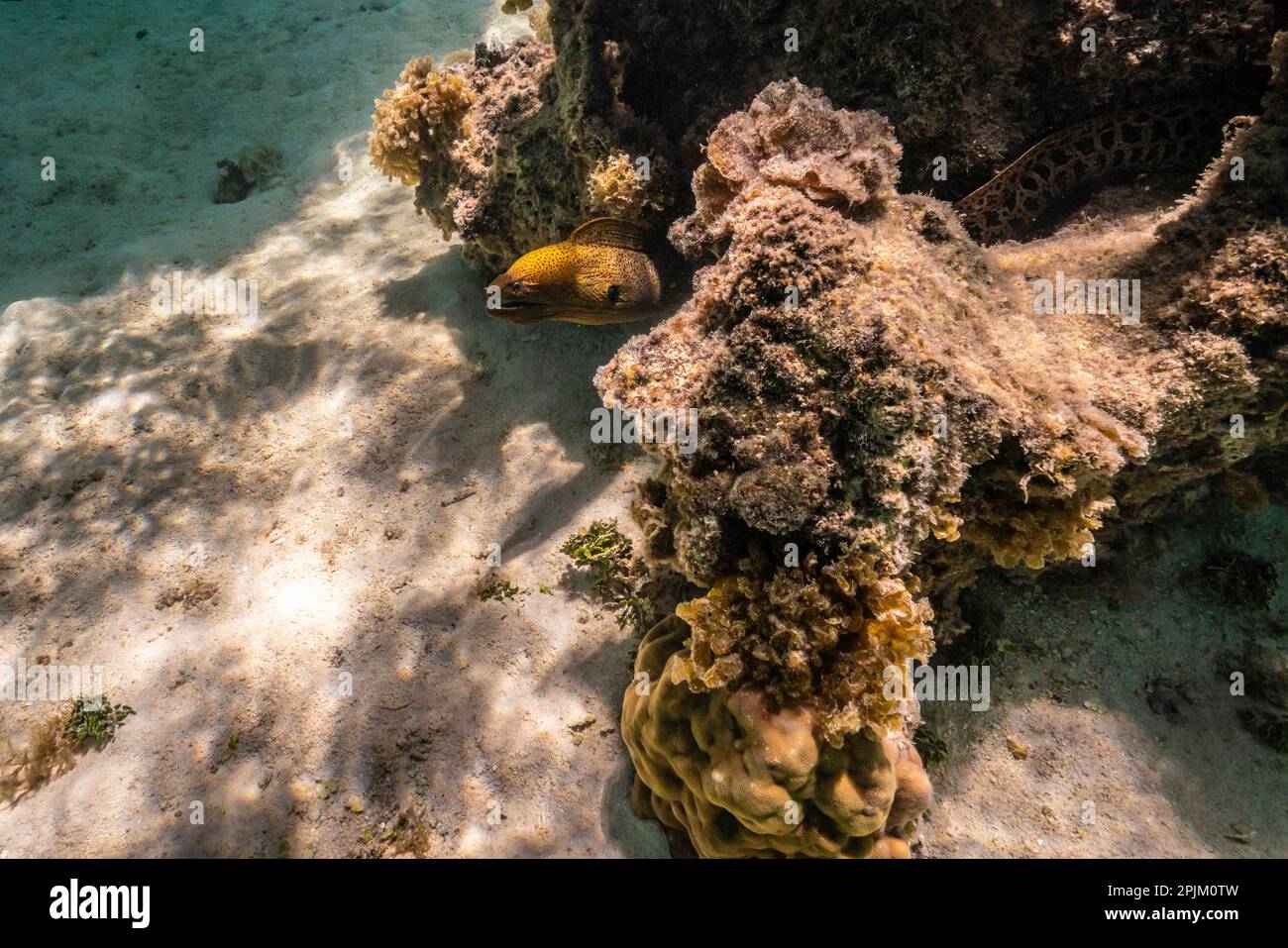 Polinesia Francese, Moorea. Primo piano dell'anguilla morena. Foto Stock