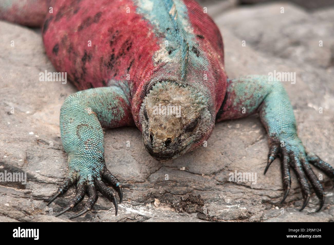 I colori delle iguane marine variano isola per isola. Uno sull'isola di Espanola nelle Galapagos. Foto Stock