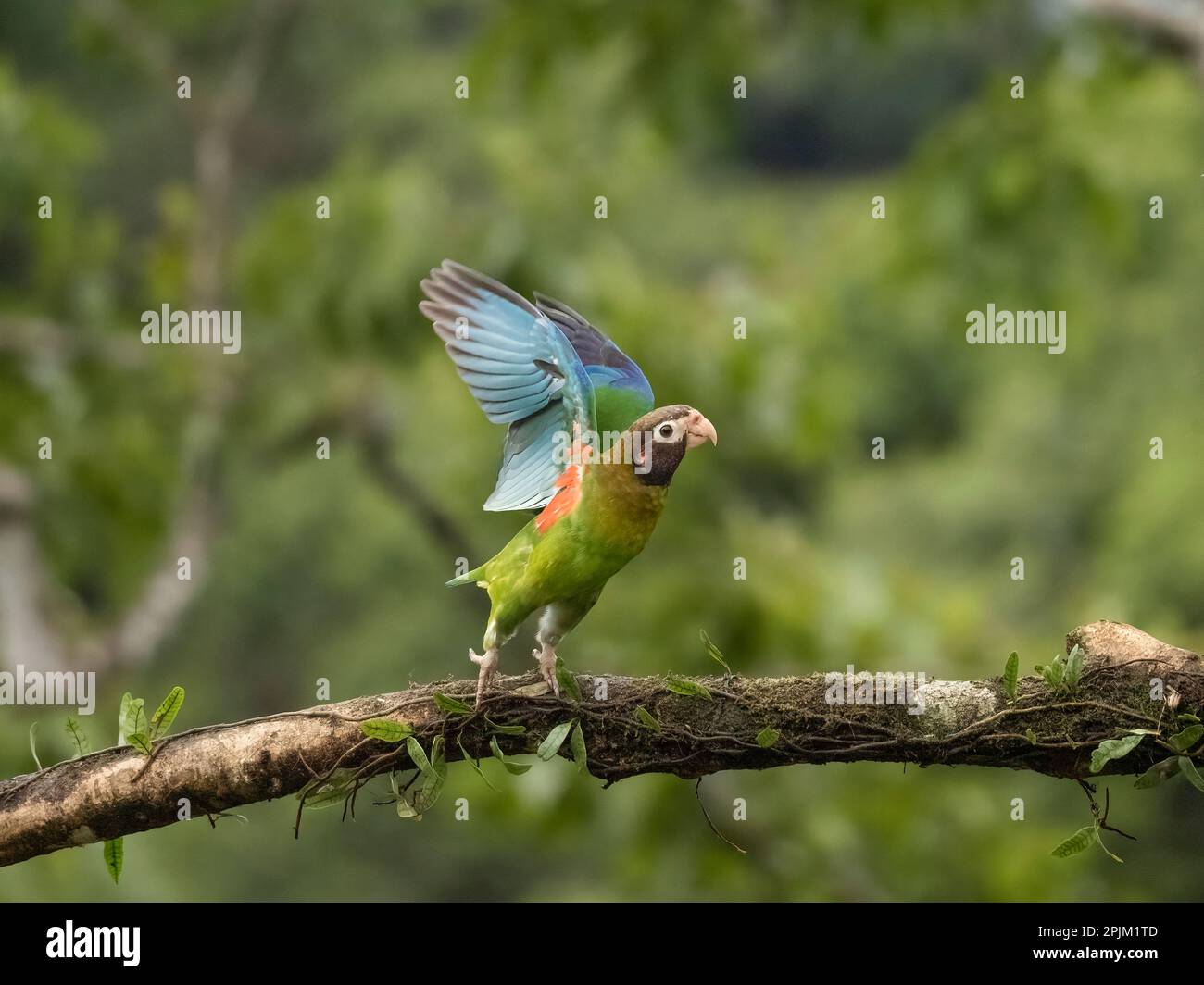 Pappagallo con cappuccio marrone, Costa Rica, America Centrale Foto Stock