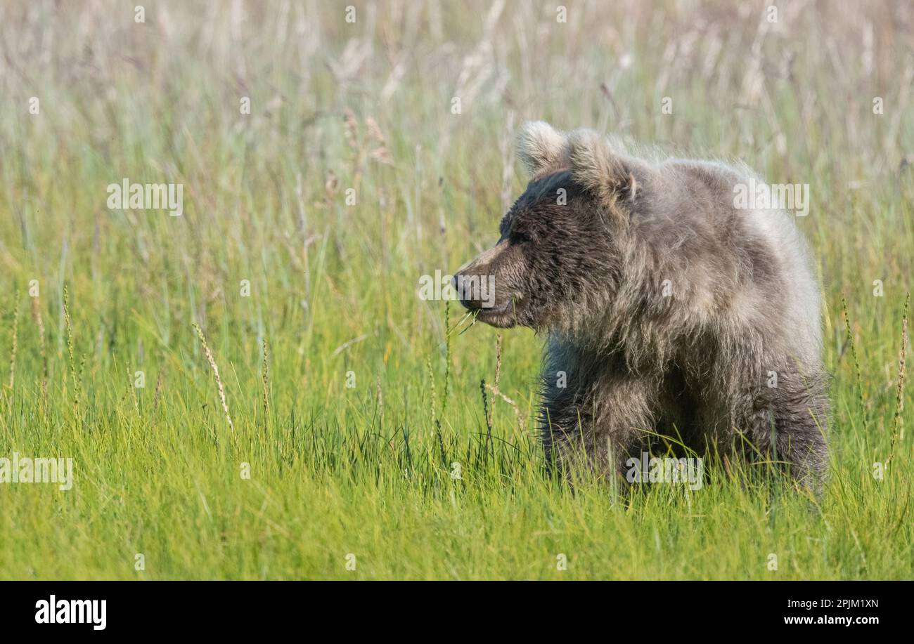 Il cucciolo di orso marrone si posa in un campo. Foto Stock