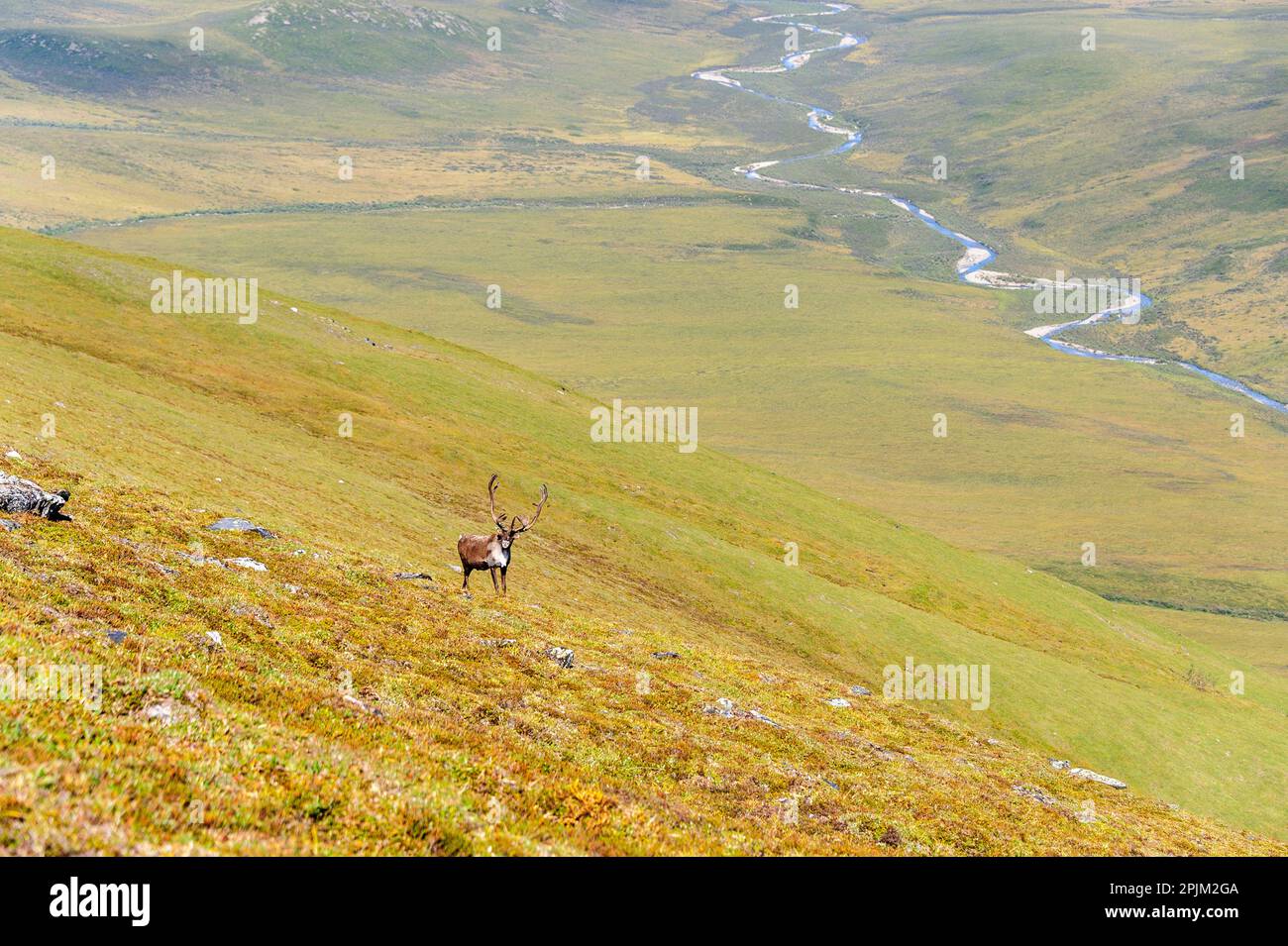 USA, Alaska, Gates of the Arctic National Park. Bull Caribou nel suo habitat estivo. Foto Stock