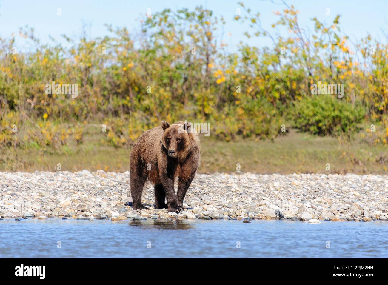 USA, Alaska, riserva nazionale di Noatak. Orso bruno sul bordo del fiume Noatak. Foto Stock