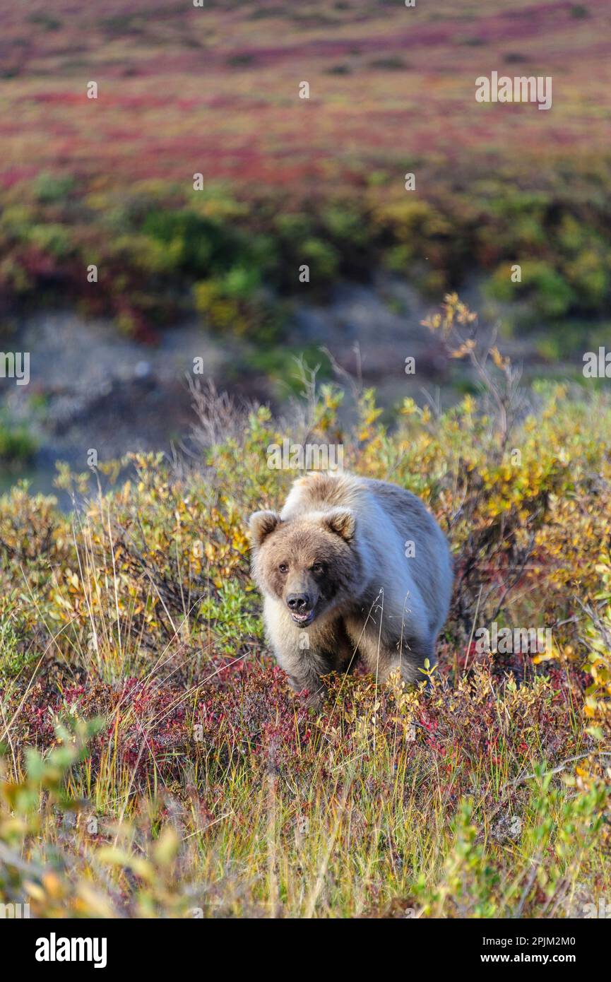 USA, Alaska, riserva nazionale di Noatak. Un Orso marrone di colore molto chiaro. Foto Stock