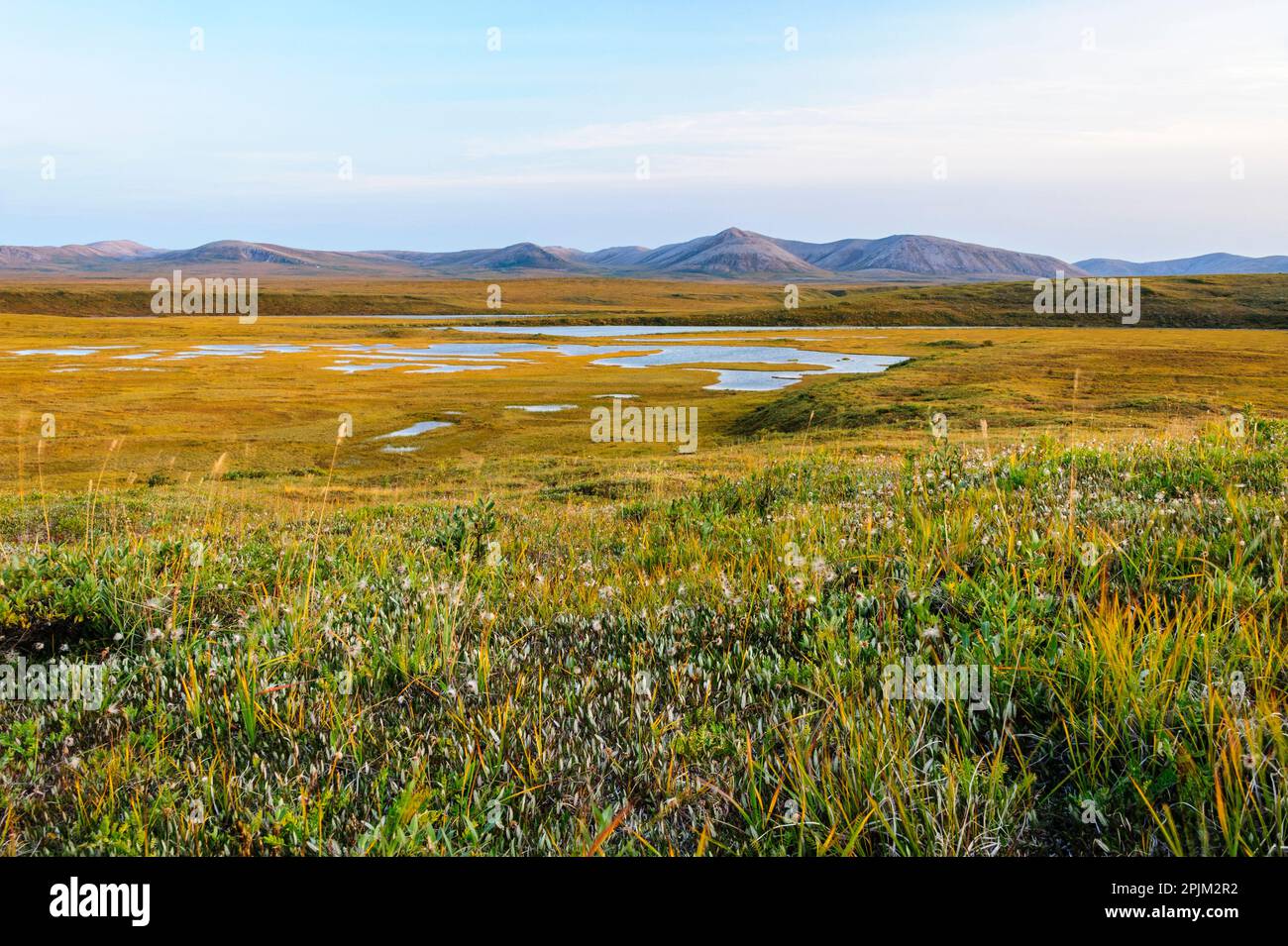 USA, Alaska, riserva nazionale di Noatak, fiume Noatak. Zone umide sulla tundra artica lungo il fiume Noatak. Foto Stock