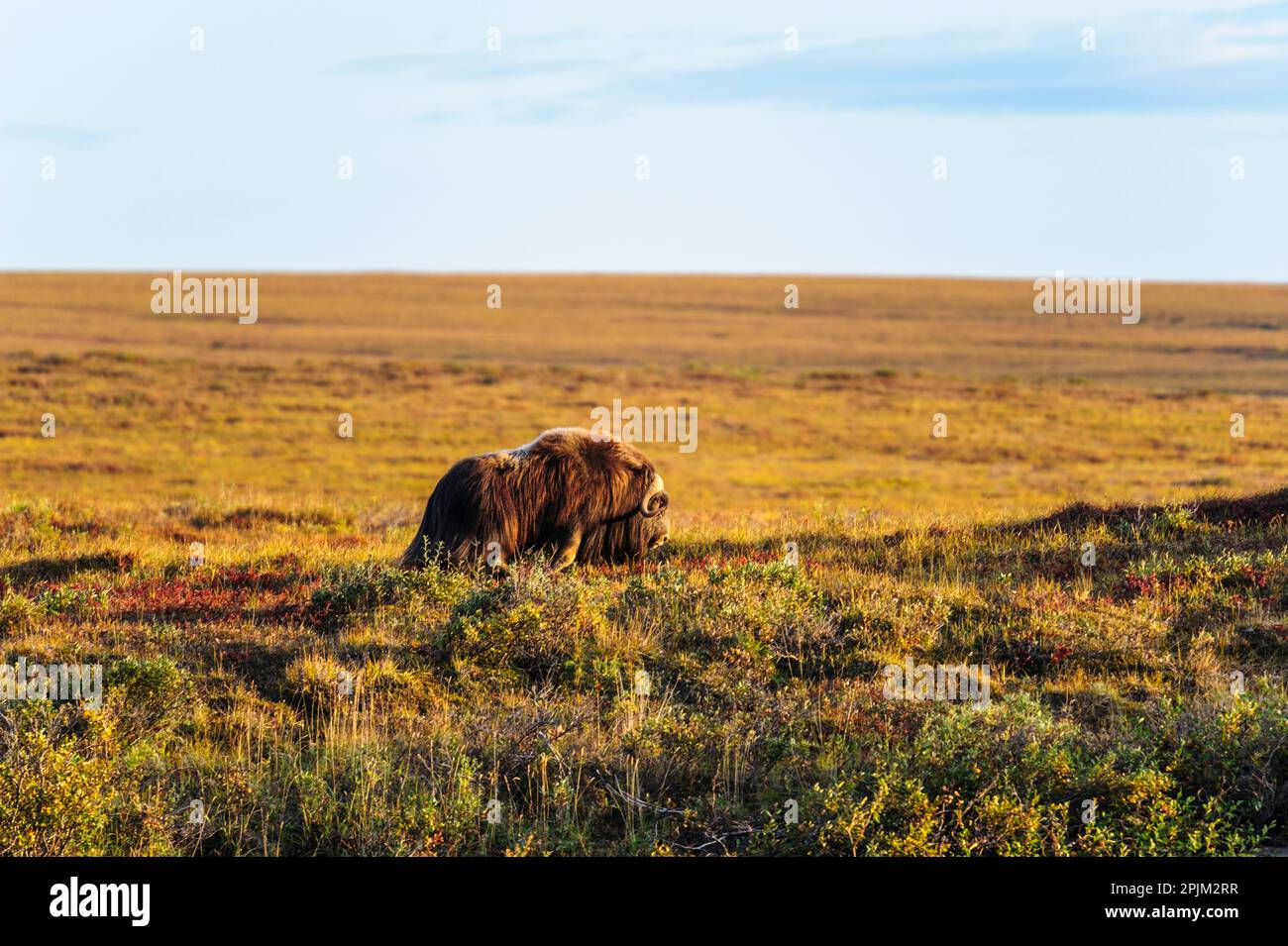 USA, Alaska, riserva nazionale di Noatak, fiume Noatak. Bull Muskox a piedi sulla tundra artica. Foto Stock