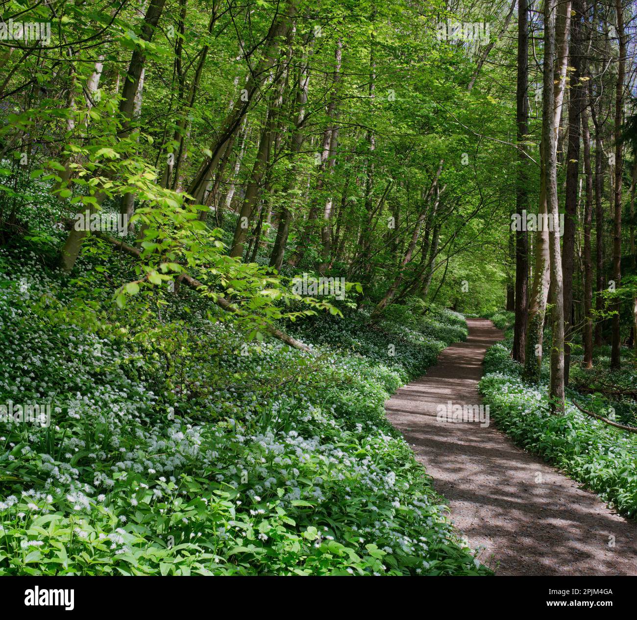 Aglio selvatico a Bothal Woods nel Northumberland durante la primavera, il nord mangia l'Inghilterra, l'Inghilterra, il Regno Unito Foto Stock