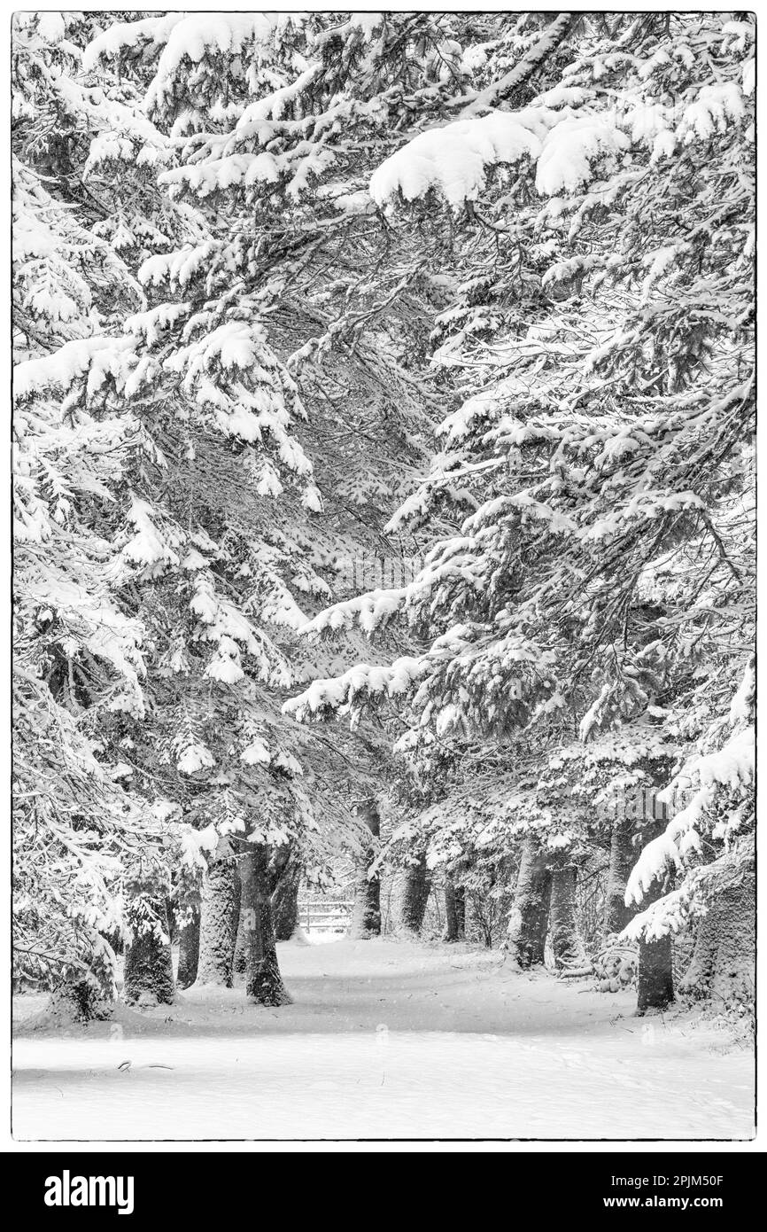 Stati Uniti, Washington state, Sammamish. State Park alberi coperti di neve fresca caduta Foto Stock