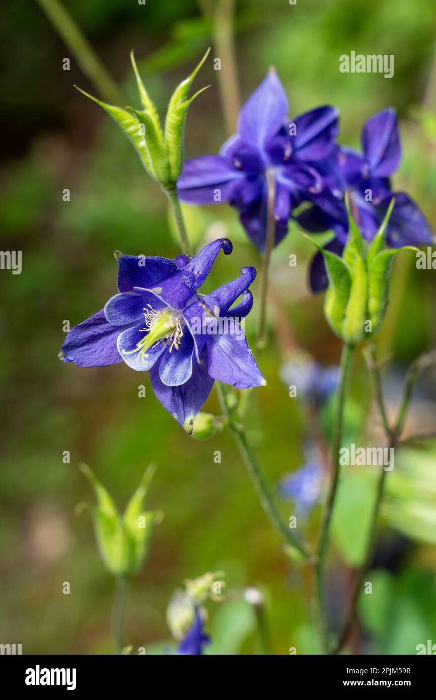 Issaquah, Stato di Washington, Stati Uniti. Fiori comuni colonbini Foto Stock