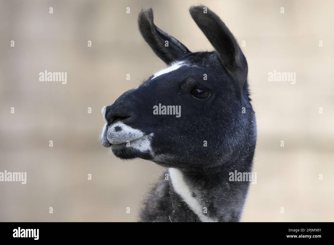 Un Llama bianco e nero su sfondo sfocato Foto Stock