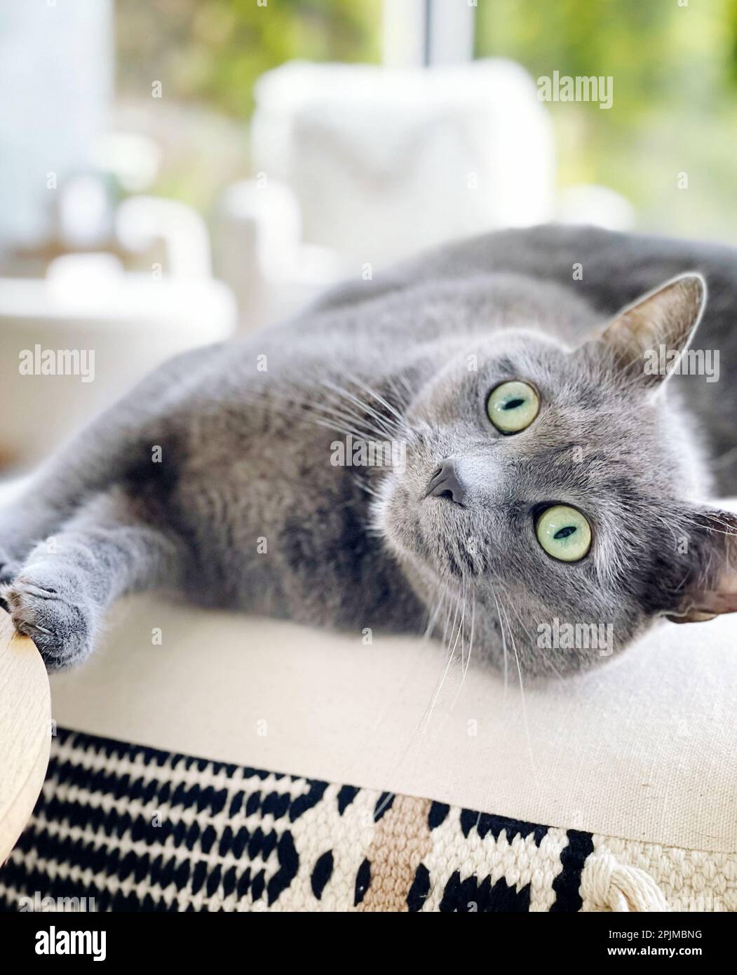 ritratto di un gattino grigio giocoso Foto Stock