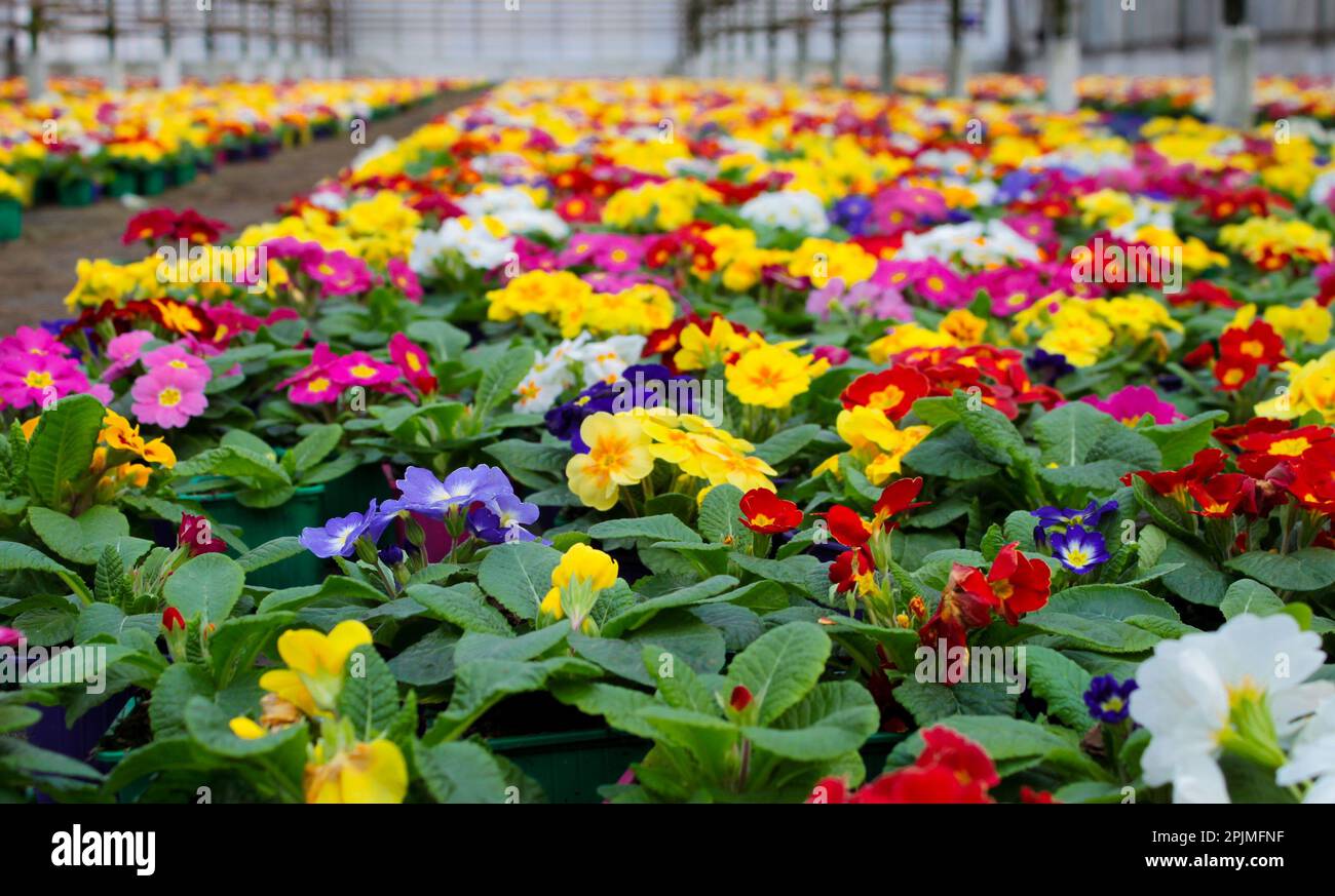 Un tappeto di molti fiori di primrose multicolore, conosciuto anche come cowslip, coltivato in una serra. Messa a fuoco selettiva. Foto Stock