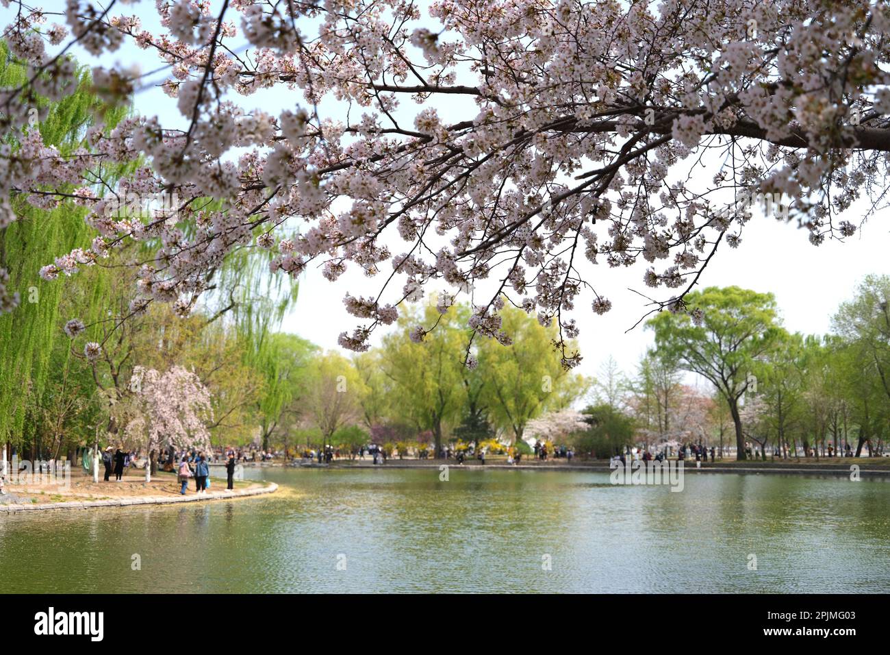 I turisti godono di paesaggi primaverili al Parco Yuyuantan a Pechino, Cina. 31st Mar, 2023. (Foto di ChinaImages/Sipa USA) Credit: Sipa US/Alamy Live News Foto Stock
