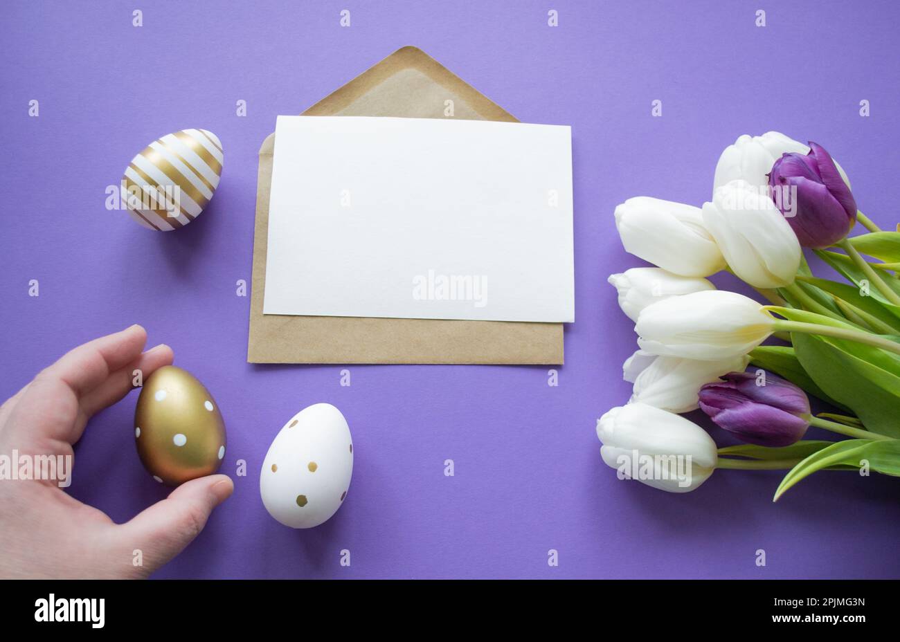 Auguri di Pasqua: La mano da vicino contiene l'uovo dorato, i tulipani gialli, le uova bianche dipinte su fondo viola. Foto Stock