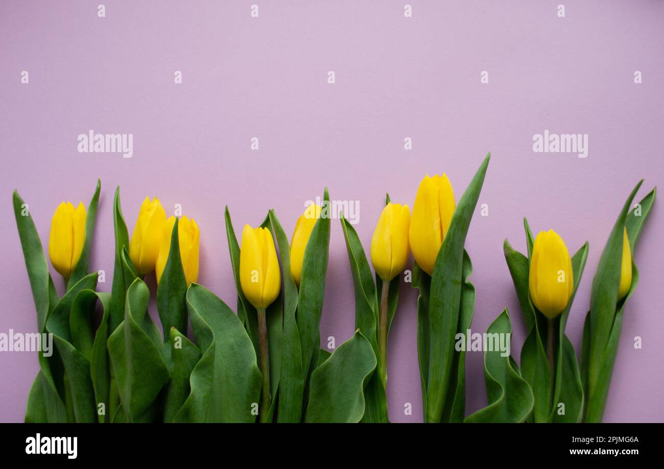 Tulipani gialli su sfondo lilla rosa. Uno spazio di copia. Il concetto di primavera, saluti, compleanno. Foto Stock
