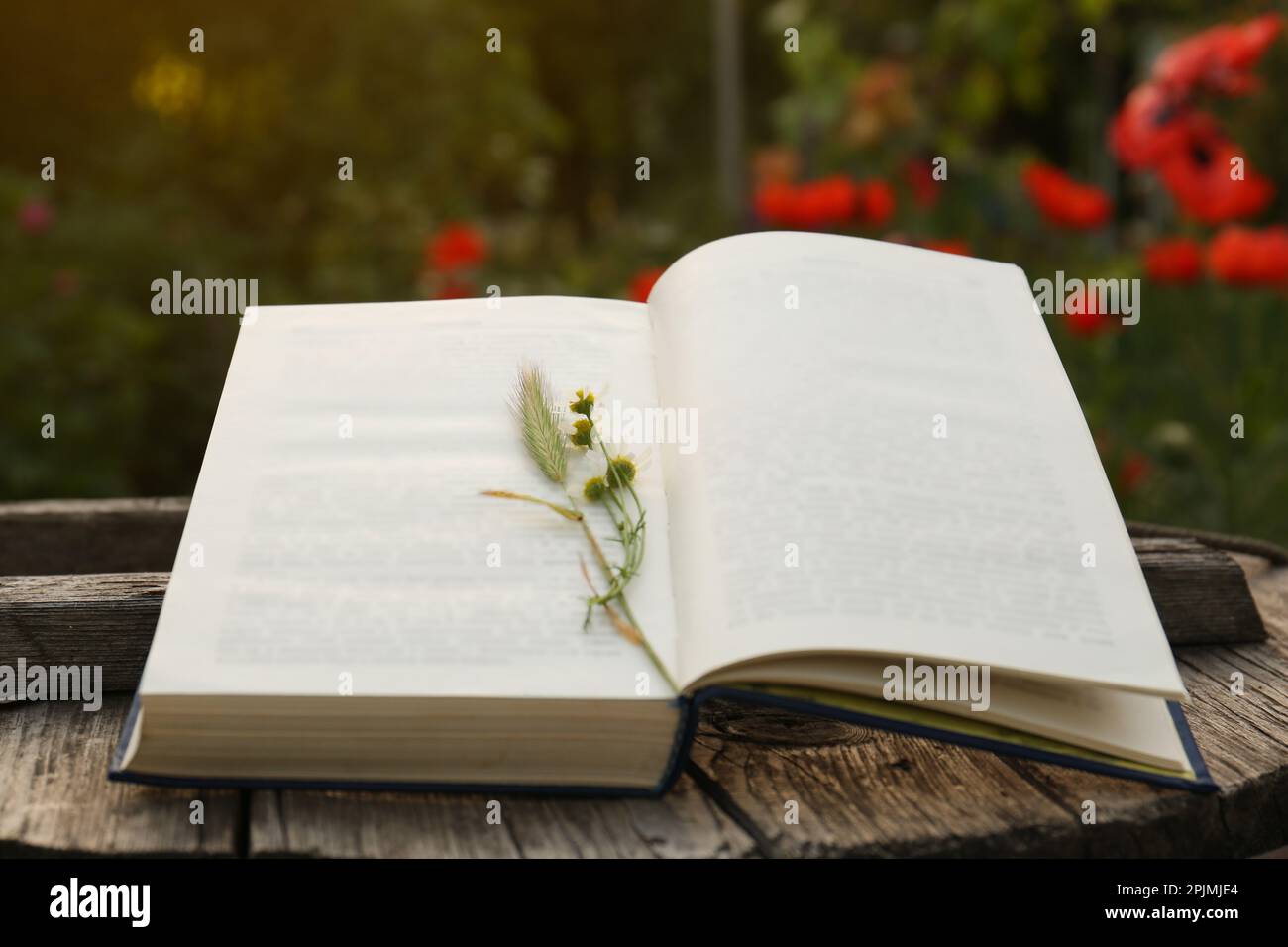 Libro aperto con spike e fiori di camomilla su tavolo di legno all'aperto Foto Stock
