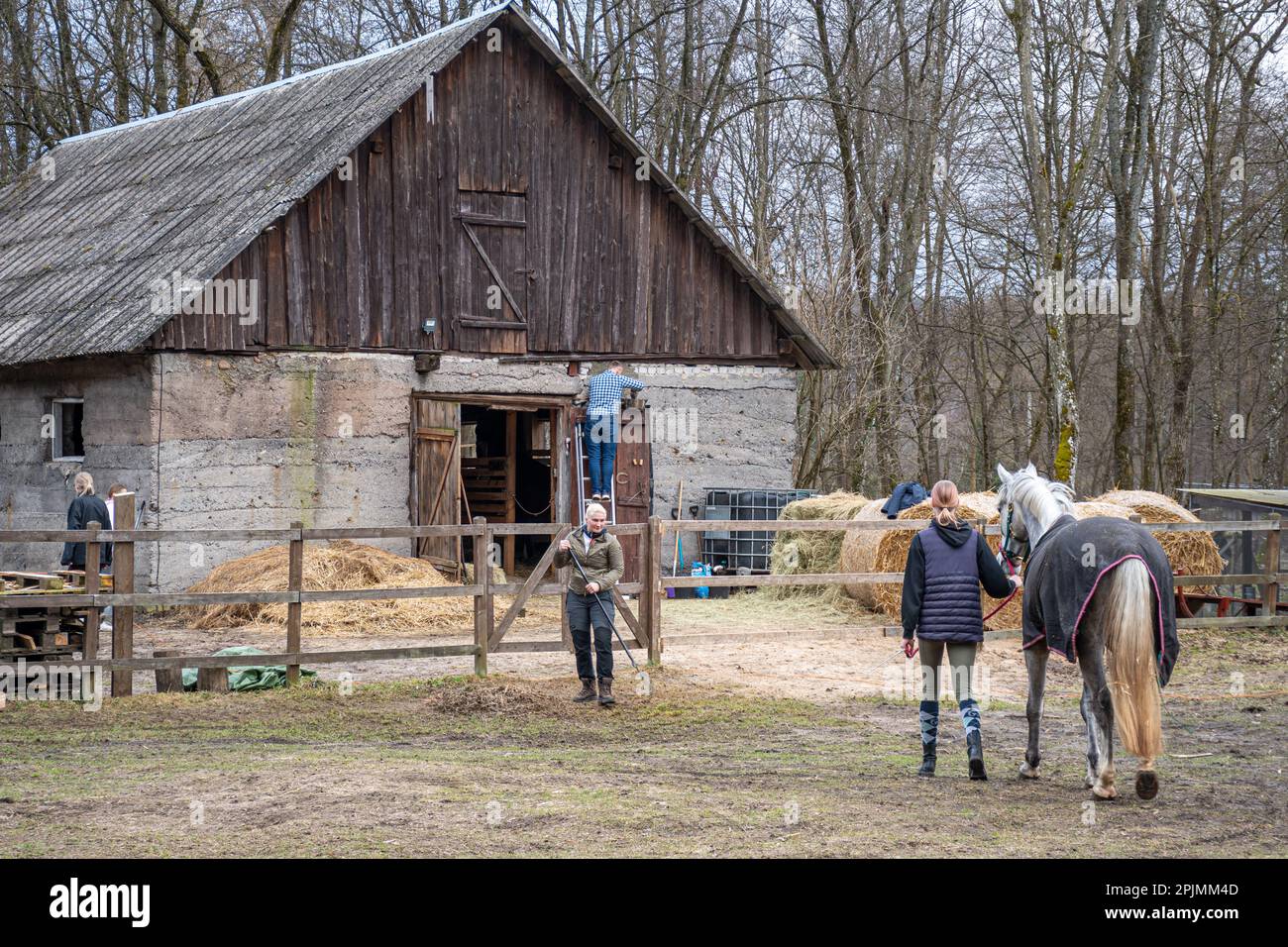 Giovane ragazza bionda capelli con un cavallo che torna al fienile o fattoria mentre la sua famiglia sta facendo un po 'di pulizia e riparazione lavoro Foto Stock