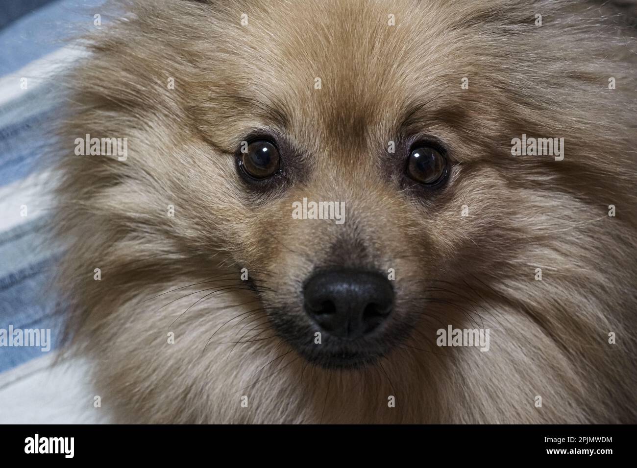 Pomeranians sono i cani più cutest Foto Stock