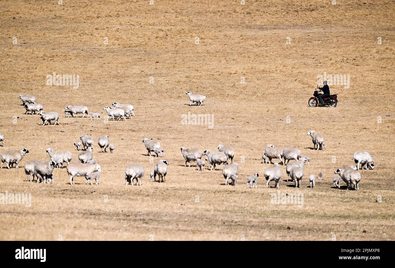 (230403) -- Lega XILINGOL, 3 aprile 2023 (Xinhua) -- Herdsman Tsogdelger allevia pecore nel pascolo per assicurarsi che ogni agnello possa trovare la sua madre per mangiare abbastanza latte in West Ujimqin Banner della Lega Xilingol, regione autonoma della Mongolia interna della Cina settentrionale, 29 marzo 2023. In primavera, la stagione più trafficata dell'anno, Tsogdelger, un pastore del gruppo etnico mongolo, e la sua famiglia hanno bisogno di aiutare a lamentare e nutrire il bestiame ogni giorno. Più di 280 agnelli sono nati nella sua fattoria dal marzo 18. Dall'inizio di quest'anno fino al marzo 30, sono nati in totale 581.300 figli Foto Stock