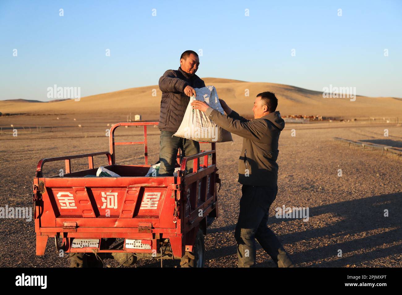 (230403) -- Lega XILINGOL, 3 aprile 2023 (Xinhua) -- Hardsman Tsogdelger (R) e suo cugino Davxilt trasporto foraggio con moto in West Ujimqin Banner della Lega Xilingol, regione autonoma della Mongolia interna della Cina settentrionale, 28 marzo 2023. In primavera, la stagione più trafficata dell'anno, Tsogdelger, un pastore del gruppo etnico mongolo, e la sua famiglia hanno bisogno di aiutare a lamentare e nutrire il bestiame ogni giorno. Più di 280 agnelli sono nati nella sua fattoria dal marzo 18. Dall'inizio di quest'anno fino al marzo 30, sono nati in totale 581.300 figli a West Ujimqin Banner, di cui 100,9 Foto Stock