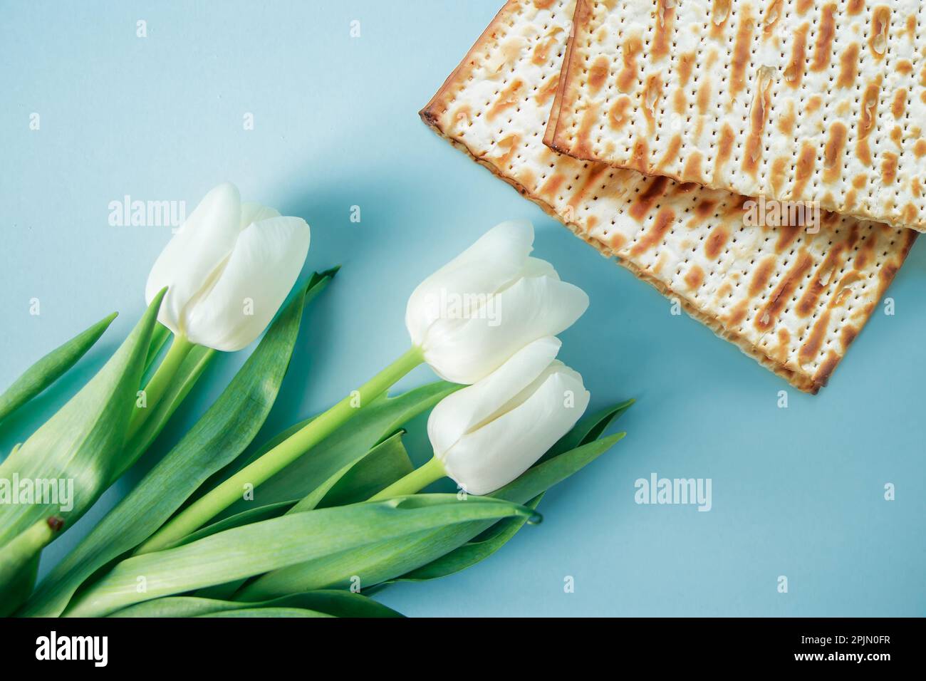 Tulipani bianchi e mattzo su sfondo blu. Festa religiosa ebraica Pesach. Buon concetto di Pasqua. Foto Stock