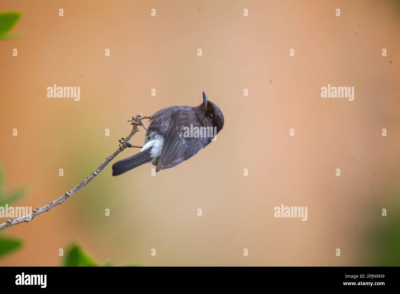 pie Bush chat (Saxicola caprata), satara maharashtra india (2) Foto Stock