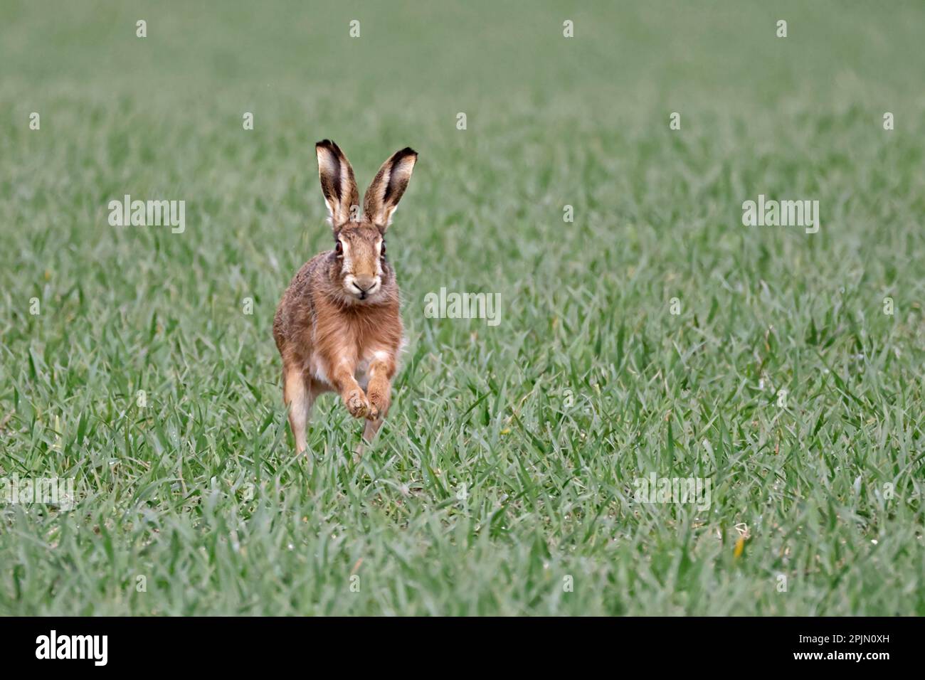 Brown Hare in esecuzione a Norfolk UK Foto Stock