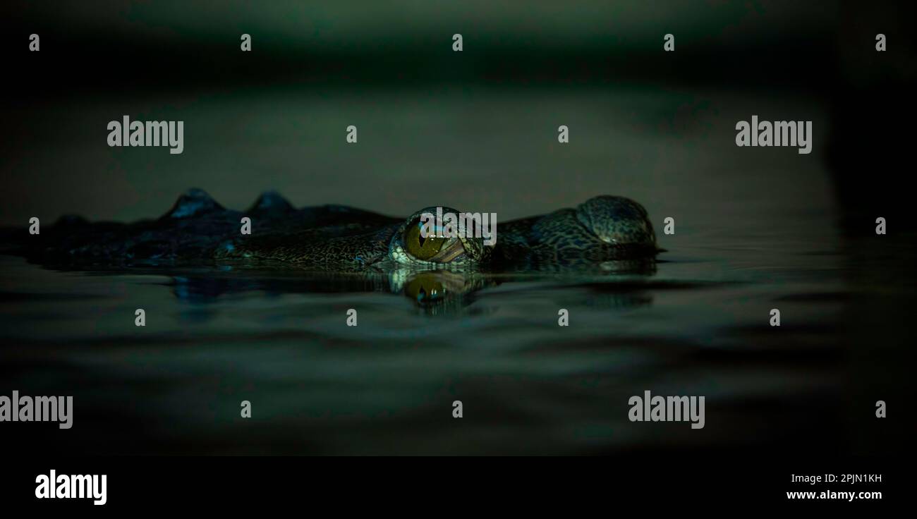 L'occhio del coccodrillo di Gavials sporge sopra la superficie del fiume, la foto migliore. Foto Stock