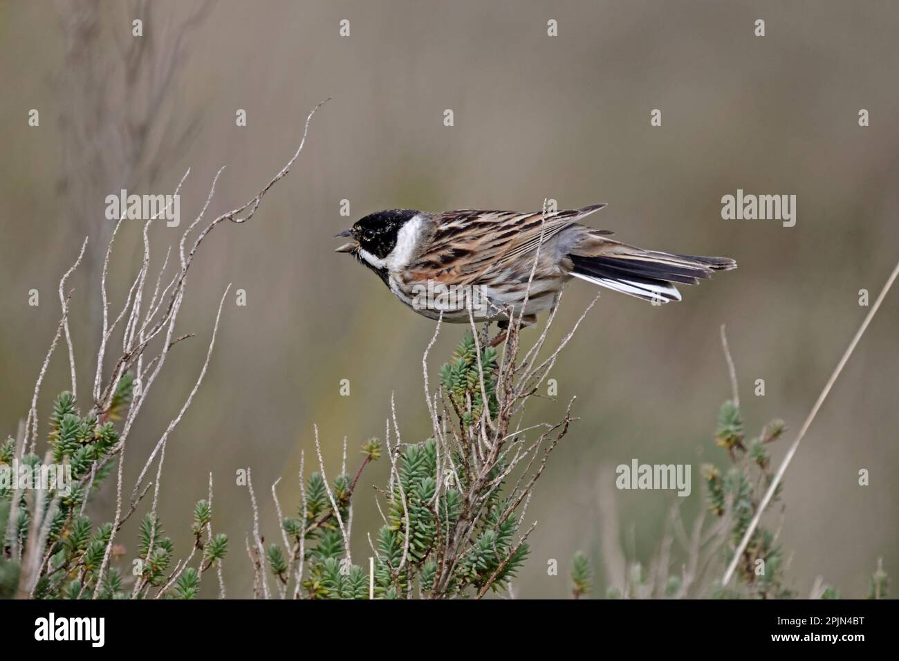 Male Reed Bunting cantando al Titchwell RSPB Reserve Norfolk UK Foto Stock