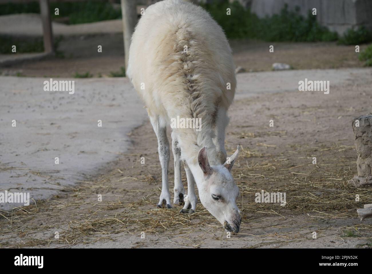 Un lama bianco che pascola nello zoo, mangiando fieno da terra Foto Stock
