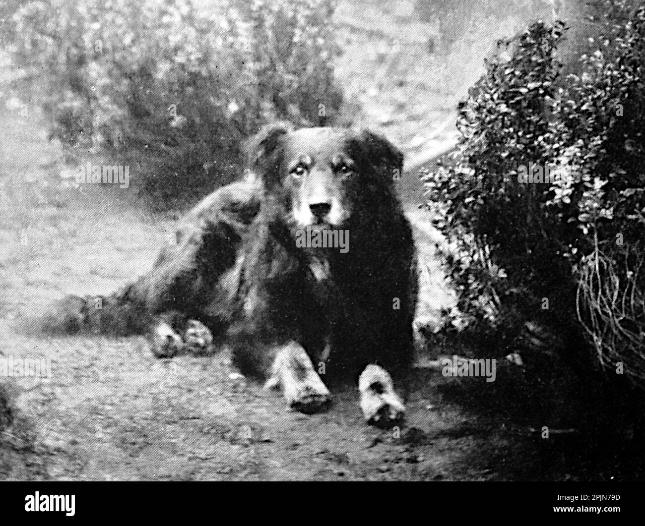 Rover, fedele compagno di Kate Greenaway, dal libro Kate Greenaway di M.H. Spielmann e G.S. Layard. Pubblicato da Adam e Charles, 1905. Foto Stock