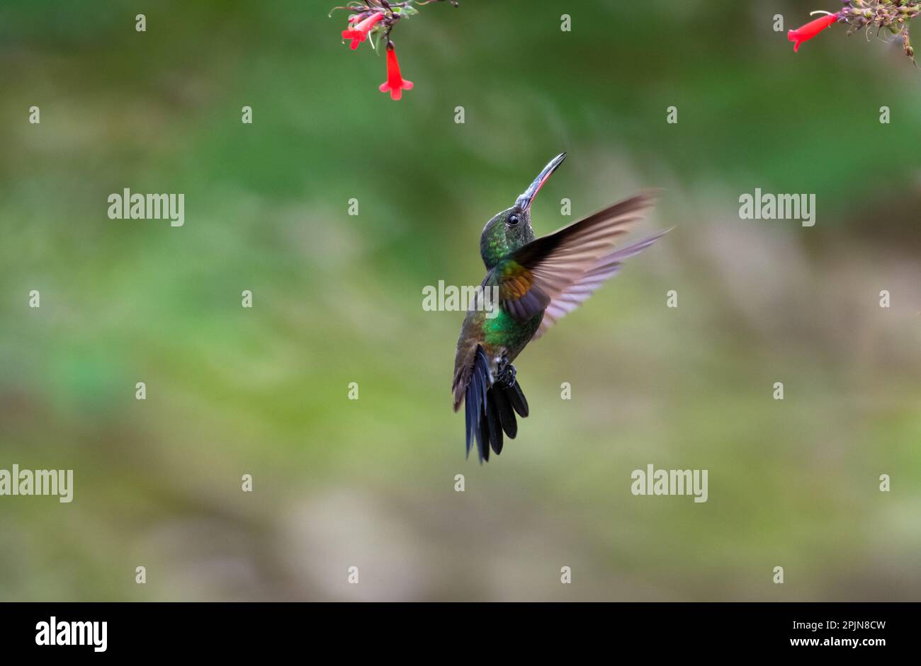 Scena minimalista di un colibrì di rame-rumped in posa unica volare sotto i fiori Foto Stock