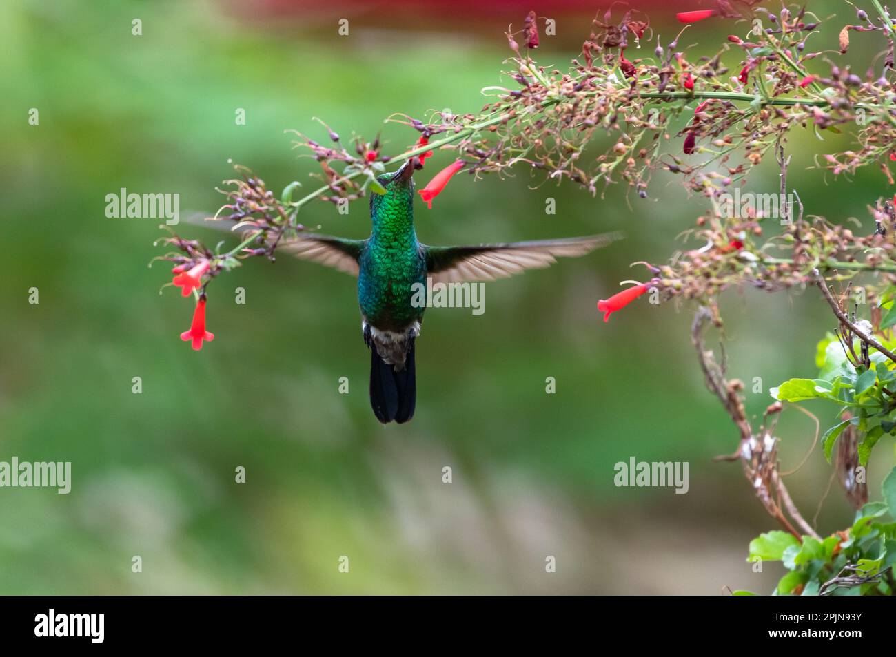 Colibrì verde scintillante, Amazilia tobaci, nutrirsi di fiori rossi in un giardino. Foto Stock